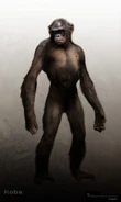 Koba 4
