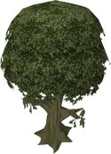 Ailanthus tree