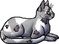 Runningnose.elder