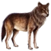 Item mexicanredwolf 01