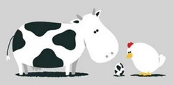 Cow+Chicken=Egg