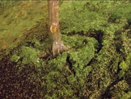 JamesandtheTroublewithTrees48