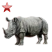 Item safarirhinoceros ruby 01