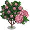 Pink Camellia Tree-icon