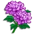Chrysanthemum-icon
