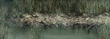 Qu'sMarshShore2