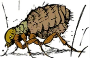 Calvin the Flea