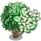 Japanese Privet Tree-icon