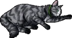 Echosong.kittypet