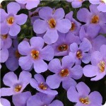 Bacopa-abunda-colossal-blue