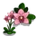Pink Boat Orchid-icon