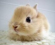 Bunny1