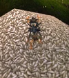 TrickyMaizer