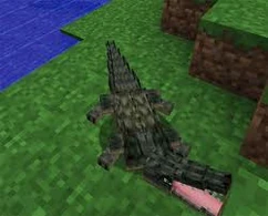Crocodile