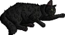 Graystripe.kittypet