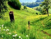 3772772-landscape-with-green-hills-and-meadows
