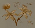 Asphodel.jpg