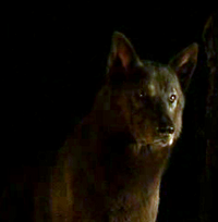 Shaggydog-Rickon-direwolf-game-of-thrones-direwolves-25439822-241-246