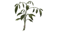 Dried-nettle.png