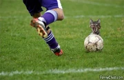 Catball