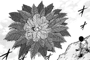 Ozone Herb