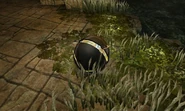 Ruined gallery lichen tangle weed morph ball