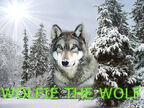 Wolfe the wuff