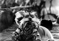 Sir didymus