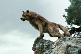 Jacob-wolf-form