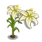 White Lily-icon