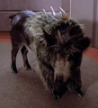 Targ.jpg