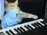 Fatso keyboard cat