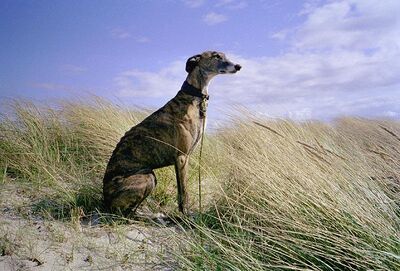 SpanishGreyhound