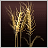 Wheat