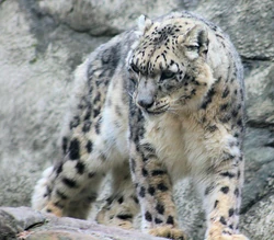 Snow Leopard standing