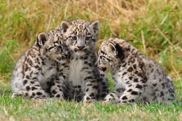 Snow Leoprad Cubs