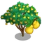 Quince Tree-icon
