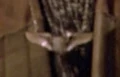 Platinum wings.jpg