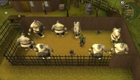 Emote clue Cheer Ogre Pen