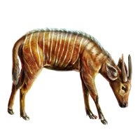 Huge item bongo 01
