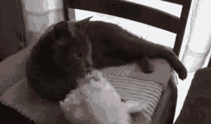 Fionnthecat