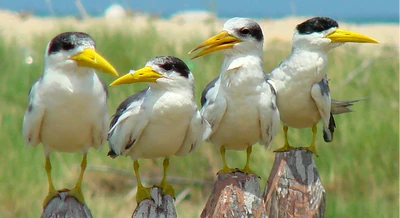 Birds
