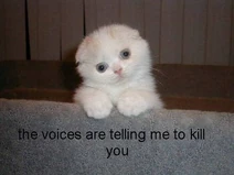 Funny cat pictures 76