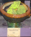 Borage.jpg