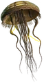 Hydroid-Medusa.png