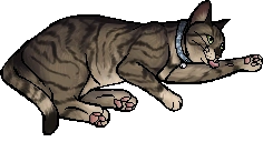Henry.kittypet