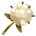 Cotton