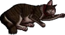 Jingo.kittypet
