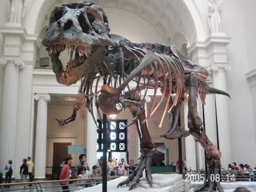 Tyrannosaurus Rex Bones