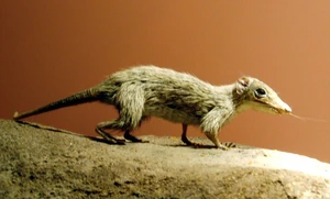 800px-Megazostrodon